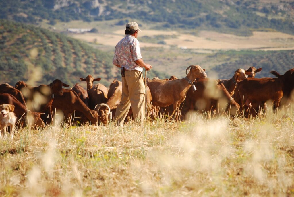 Carnes Oliva distribuidores de carne congelada (2)