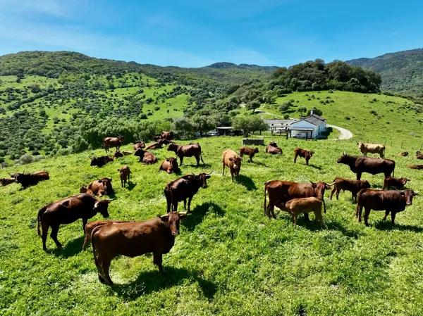 Carnes Oliva distribuidores de carne congelada (5)